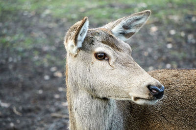 Close-up portrait of a outdoors