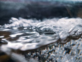 Close-up of turtle in water