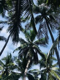 Low angle view of palm trees against sky