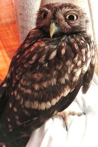 Close-up of a bird