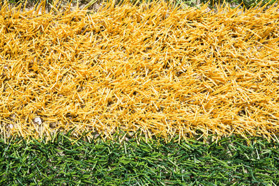 Full frame shot of fresh yellow grass