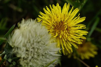 Close-up of yellow flower