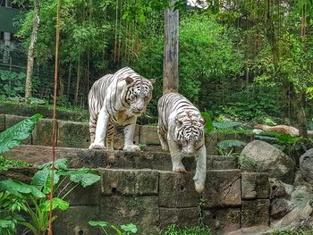 View of tiger against trees