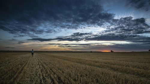 Scenic view of agricultural field against sky during sunset