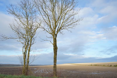 Bare tree on field against sky