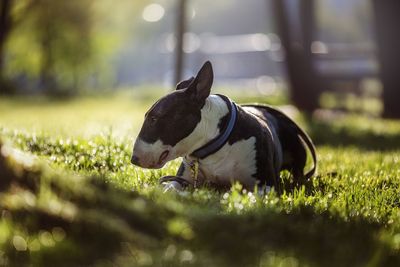 Close-up of a dog on field