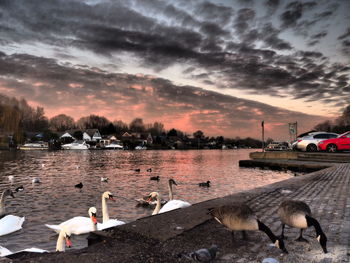 Swans on shore against sky