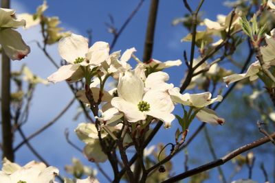 Close-up of white flowers blooming outdoors