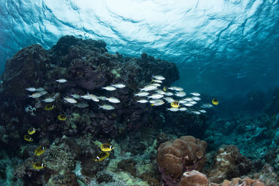 View of fish swimming in sea