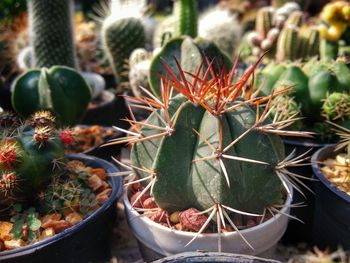 Close-up of cactus plant in pot