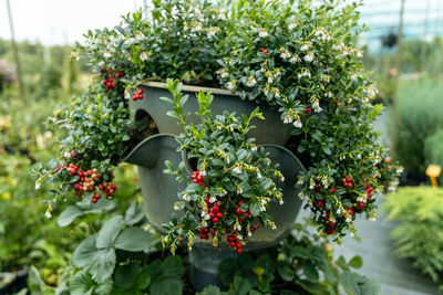 Vaccinium vitis-idaea koralle in garden. macro of red lingonberries.