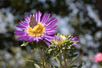Close-up of bee on pink flower