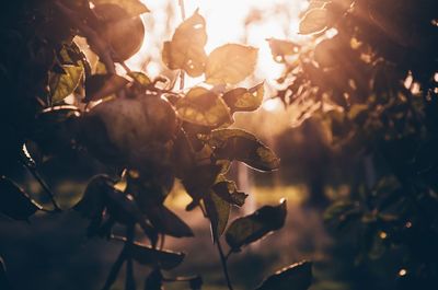 Close-up of wilted plant against sky