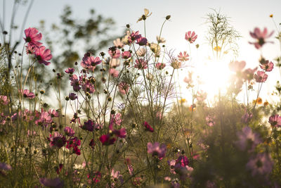 Close-up of pink flowering plants on land