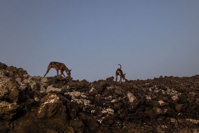 View of an animal on rock