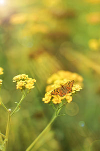 Close-up of yellow flowering plant