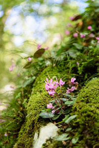 Close-up of pink flowers growing on tree