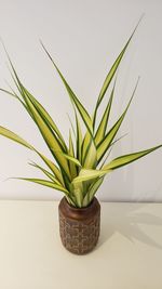 Close-up of potted plant on table against wall