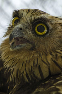 Close-up portrait of owl