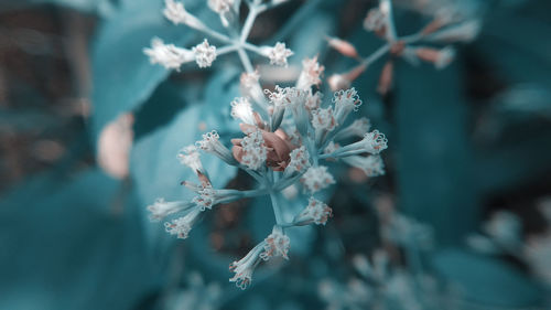 Close-up of cherry blossom during winter