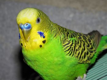 Close-up of parrot perching on yellow leaf