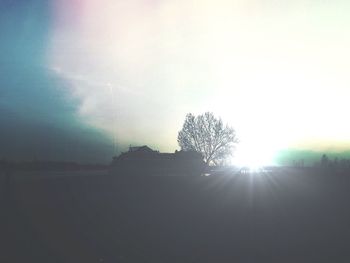 Sun shining through trees