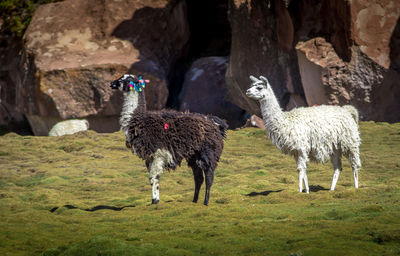 Sheep grazing on field