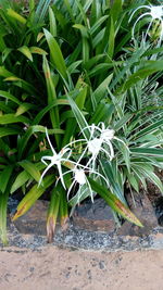 Plants growing on field