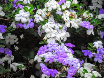 Close-up of purple flowers blooming outdoors