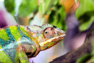 Close-up of lizard