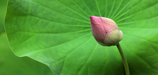 Close-up of lotus water lily on leaf