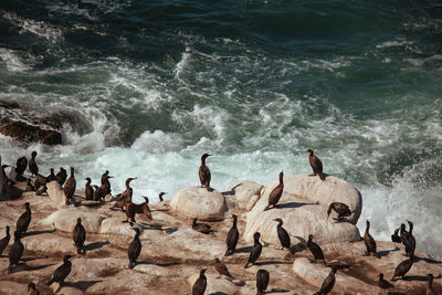 Flock of birds in sea