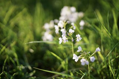 Close-up of white flowering plant