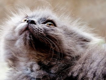 Close-up of cat looking away
