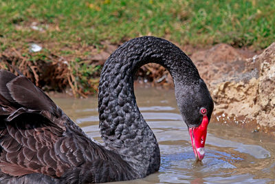 Close-up of black swan drinking water in lake