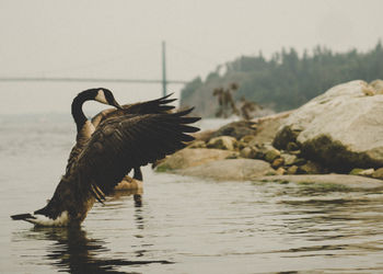 Bird flying over lake against clear sky