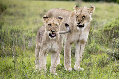 Lions on field