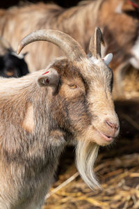 Head shot of a goat