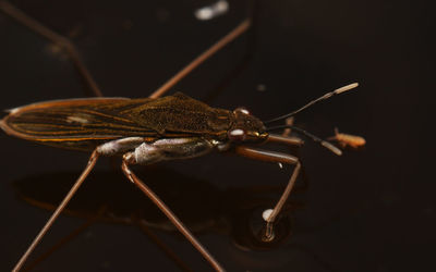 Close-up of insect on black background