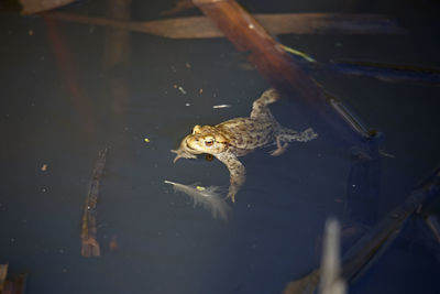 High angle view of frog in water