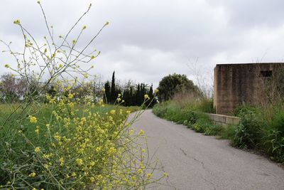 Road amidst plants on field against sky