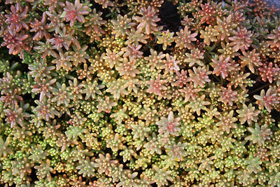 Full frame shot of pink flowering plants