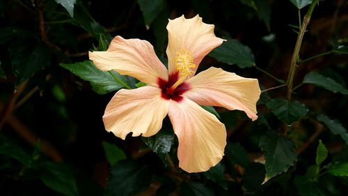 Close-up of hibiscus on plant