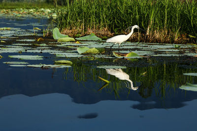 Bird perching on lake