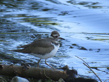 Close-up of bird perching on lake