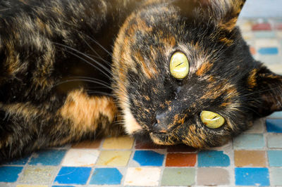 Close-up of cat lying on floor at home