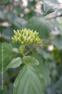 Close-up of plant