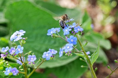 Close-up of honey bee on purple flower