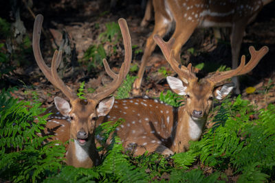 Portrait of deer in the forest