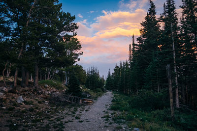 Road amidst trees in forest against sky at sunset